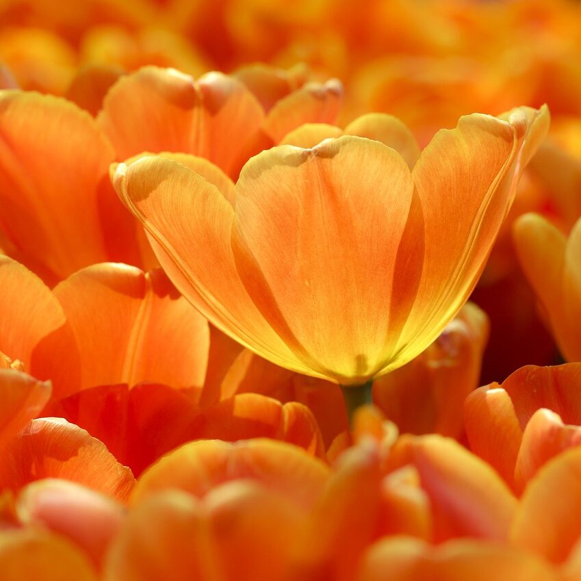 Kräftige orange Tulpen im Frühling