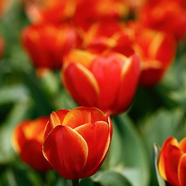 Rote Tulpen im Frühling